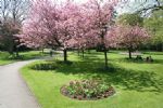 The Sun Shines on Swindon Town Gardens